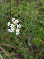 Asclepias verticillata