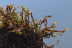 Scorpidium revolvens