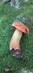 Boletus subvelutipes