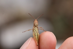 Chorthippus dichrous