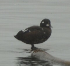 Histrionicus histrionicus