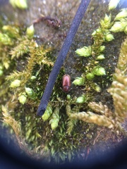 Brassicogethes aeneus