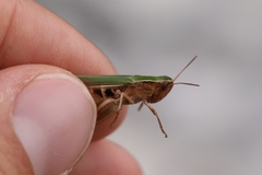 Chorthippus dichrous