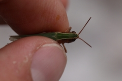 Chorthippus dichrous