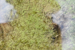 Callitriche hermaphroditica