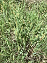 Setaria parviflora