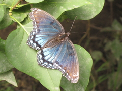 Limenitis arthemis astyanax