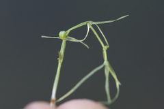 Callitriche hermaphroditica