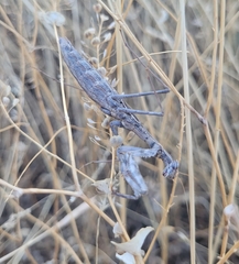 Bolivaria brachyptera