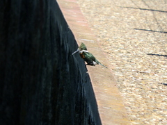 Chloroceryle americana