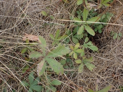 Potentilla reptans
