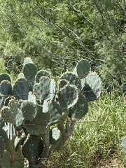 Opuntia cacanapa