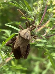 Piezogaster calcarator