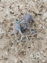 Procambarus gracilis