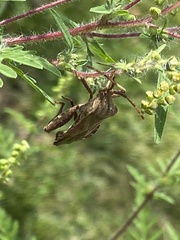 Piezogaster calcarator