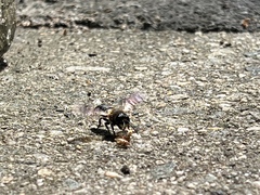 Megachile sculpturalis