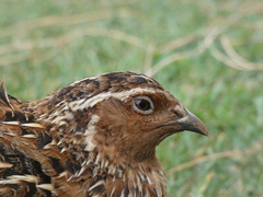 Coturnix coturnix