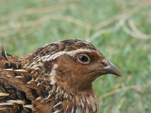 Common Quail