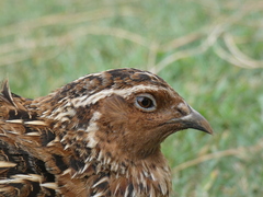 Coturnix coturnix