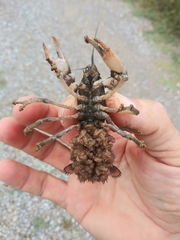 Procambarus gracilis