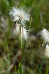 Eriophorum