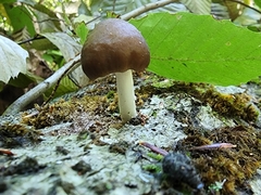 Bolbitius aleuriatus