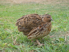 Coturnix coturnix