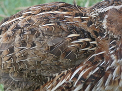 Coturnix coturnix