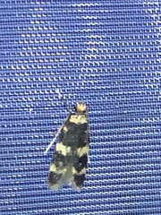 Oegoconia deauratella