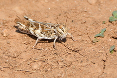 Oedaleus decorus