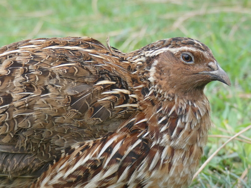 Common Quail