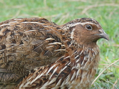 Coturnix coturnix