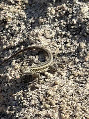Uta stansburiana elegans
