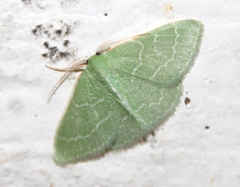 Synchlora
