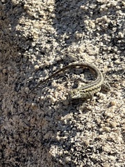Uta stansburiana elegans