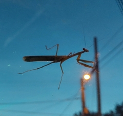 Stagmomantis carolina
