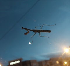 Stagmomantis carolina