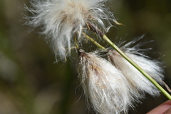 Eriophorum
