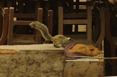 Sciurus stramineus