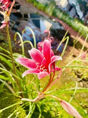 Crinum campanulatum