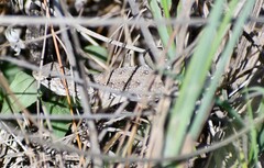 Holbrookia propinqua