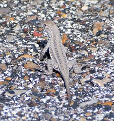 Holbrookia propinqua