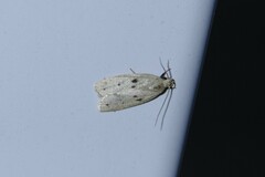 Scythropiodes issikii