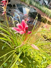 Crinum campanulatum