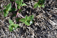 Richardia brasiliensis