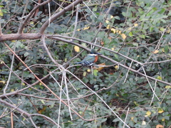 Chloroceryle americana