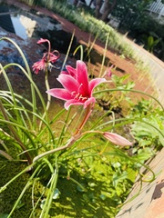 Crinum campanulatum