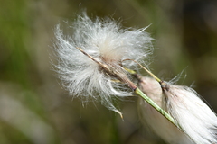 Eriophorum