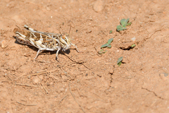 Oedaleus decorus