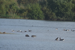 Charadriiformes
